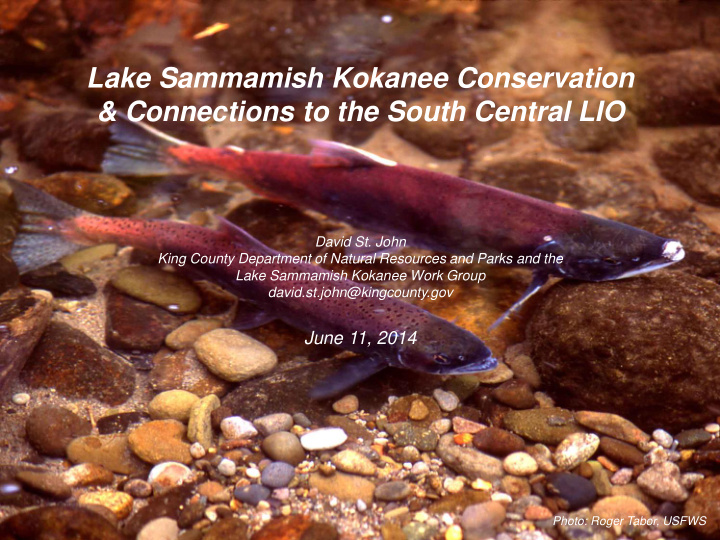 lake sammamish kokanee conservation connections to the