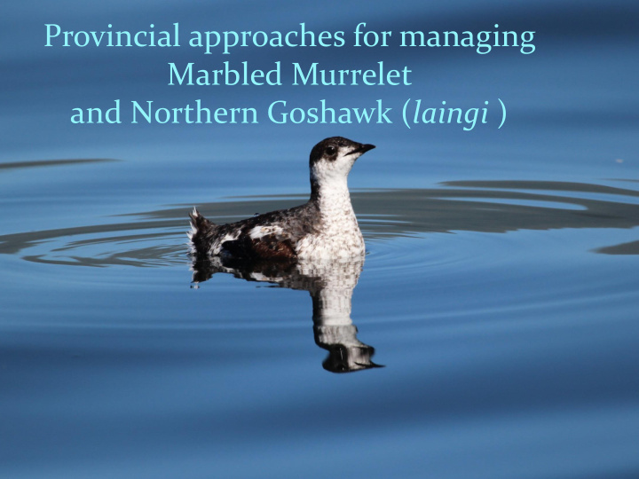provincial approaches for managing marbled murrelet and