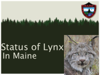 status of lynx