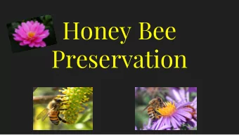 Honey Bee  Preservation  What is the problem?    Bees are mysteriously dying for no known reason