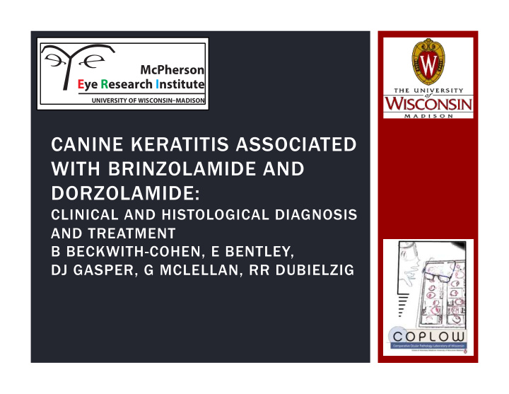 canine keratitis associated with brinzolamide and