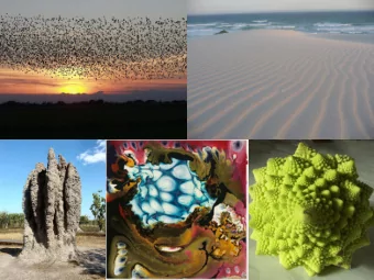 1  Emergent Behavior Robot  Bradley University - Senior Capstone Project  Fall Presentation  By: