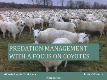 PREDATION MANAGEMENT WITH A FOCUS ON COYOTES  Alberta Lamb Producers  Anita OBrien /  Ken Jones