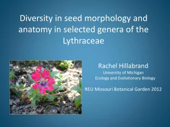anatomy in selected genera of the  Lythraceae  Rachel Hillabrand  University of Michigan  Ecology