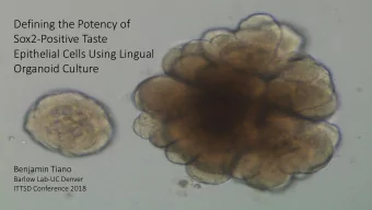 Epithelial Cells Using Lingual  Organoid Culture  Benjamin Tiano  Barlow Lab-UC Denver  ITTSD