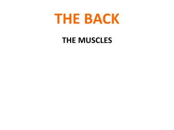 THE BACK  THE MUSCLES  THE MUSCLES OF THE BACK  THE MUSCLES OF THE BACK Muscles of the back are