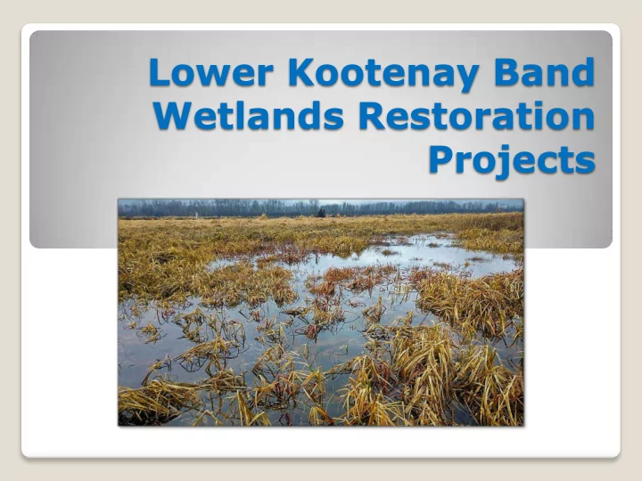 lower kootenay band wetlands restoration projects