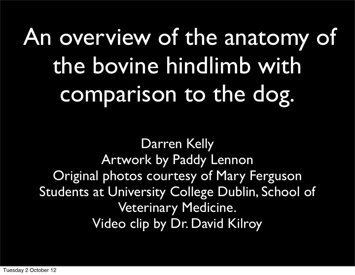 an overview of the anatomy of the bovine hindlimb with