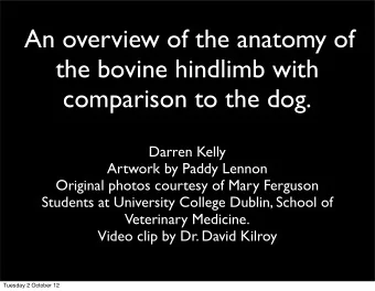 An overview of the anatomy of  the bovine hindlimb with  comparison to the dog.  Darren Kelly