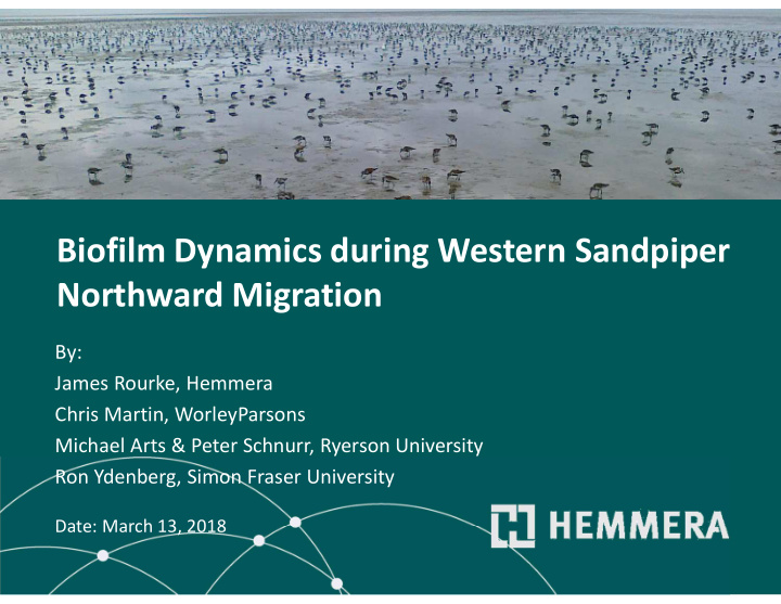 biofilm dynamics during western sandpiper northward