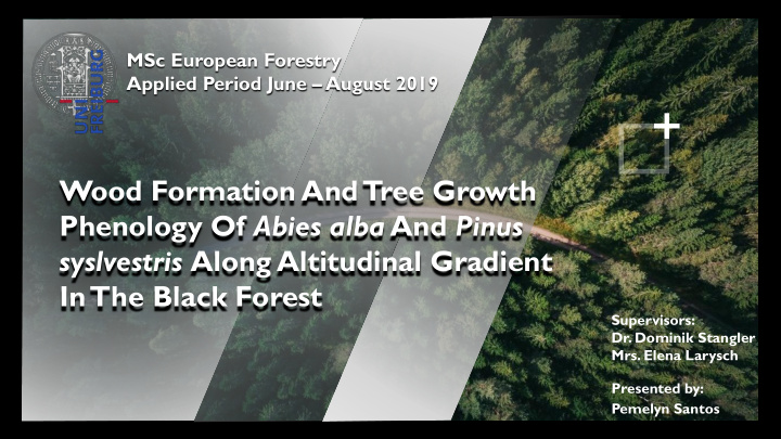 phenology of abies alba and pinus