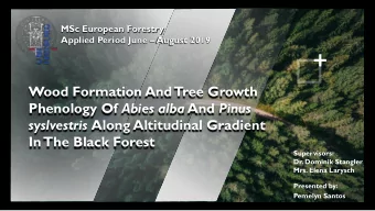 Phenology Of Abies alba And Pinus syslvestris Along Altitudinal Gradient  In  The Black Forest