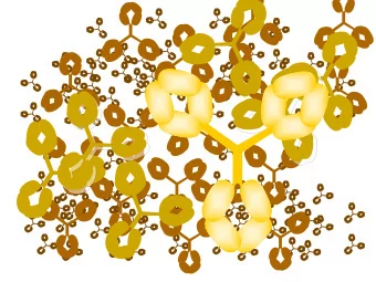 IgG and albumin constitute 80-90%  of the total protein pool in blood  Albumin  IgG  Blood: 5 L.