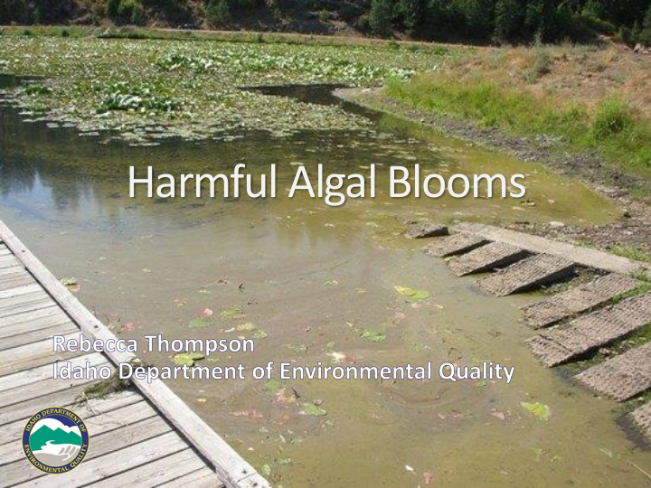 harmful algal blooms harmful algal blooms habs photo