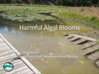 harmful algal blooms harmful algal blooms habs photo