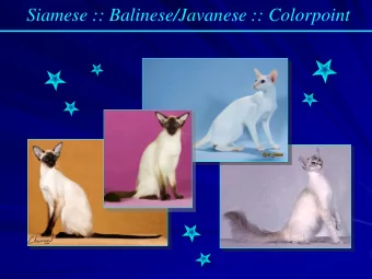 Siamese :: Balinese/Javanese :: Colorpoint  Siamese :: Balinese/Javanese :: Colorpoint  The most
