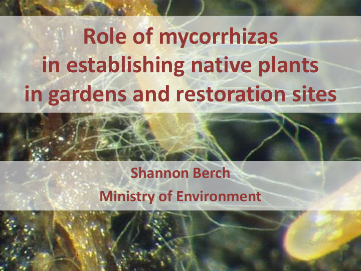 role of mycorrhizas