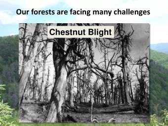 Our forests are facing many challenges  Chestnut Blight  How a single gene may help save the