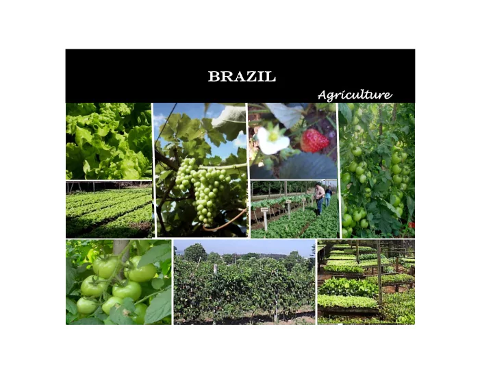 brazil zil