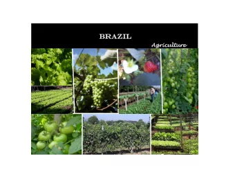 BRAZIL  ZIL  Agricult  culture  ure  Various vegetable seedlings treated with ALKA FOLI  Lettuce