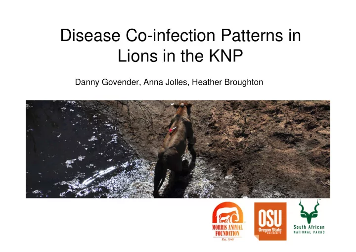 disease co infection patterns in lions in the knp