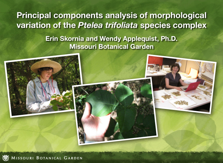 principal components analysis of morphological variation