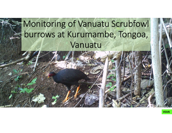 monitoring of vanuatu scrubfowl burrows at kurumambe