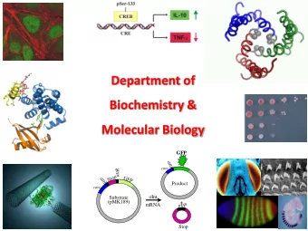 Molecular Biology  GFP  cmv  attR  Product  cmv  oInt  Substrate  (pMK189)  +  mRNA  attP  Stop