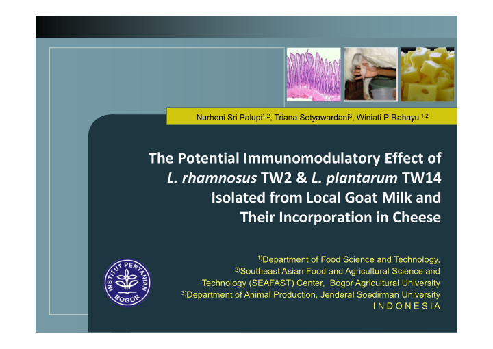 the potential immunomodulatory effect of l rhamnosus tw2