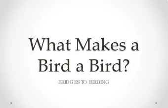 What Makes a  Bird a Bird?  BRI  DGE  S T  O BI  RDI  NG  What Makes a Bird a Bird?  TRUE OR FALSE