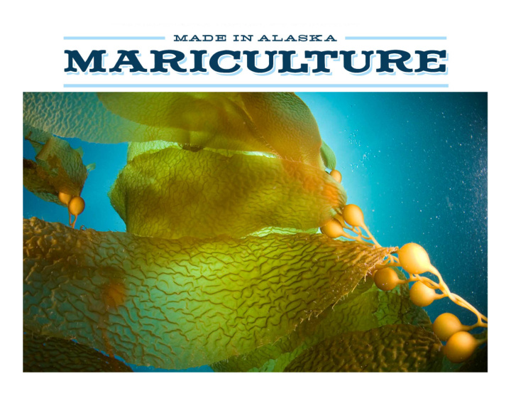 alaska mariculture initiative phase 2