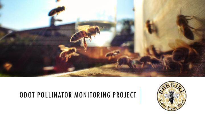 odot pollinator monitoring project bee girl