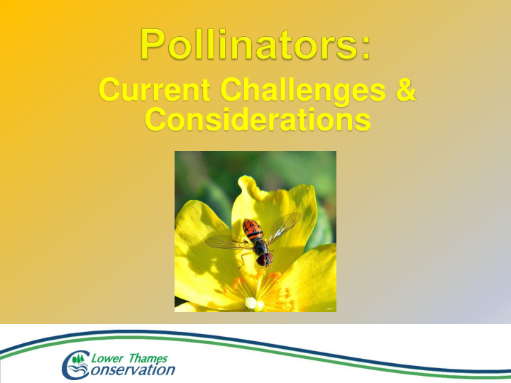 considerations neonicotinoid pesticides neonics