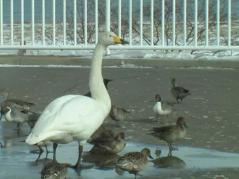 Problems faced by the Japanese  people  1. Effects of the earthquake  2. Effects of the tsunami  3.