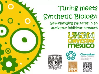Turing meets  Synthetic Biology:  Self-emerging patterns in an  activator inhibitor network  Turing