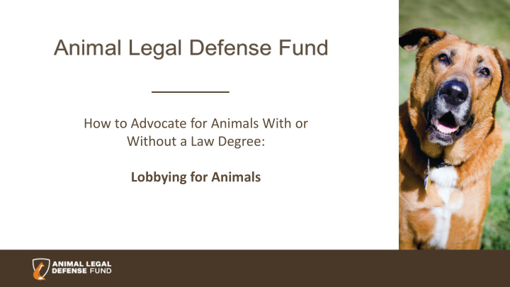 how to advocate for animals with or without a law degree