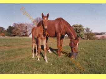 E  q  u  i  v  e  t  s  C  o  r  n  i  s  a  -  H  u  g  h  S  u  f  f  e  r  n  E  q  Field