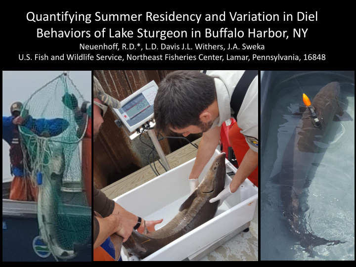 quantifying summer residency and variation in diel