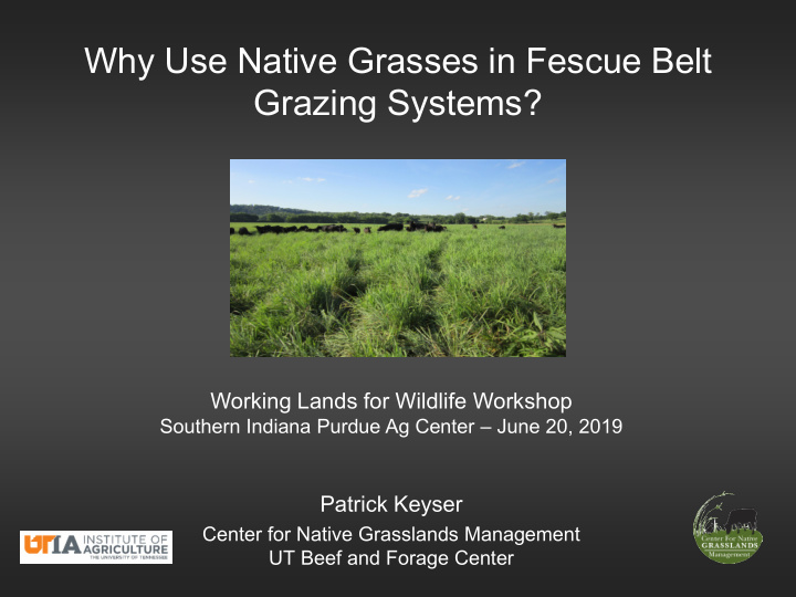 why use native grasses in fescue belt grazing systems