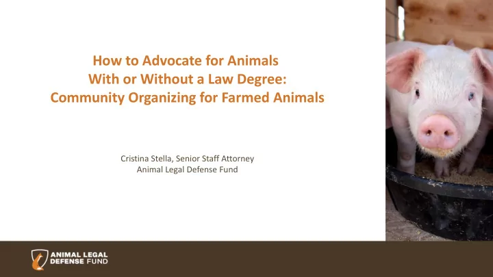how to advocate for animals