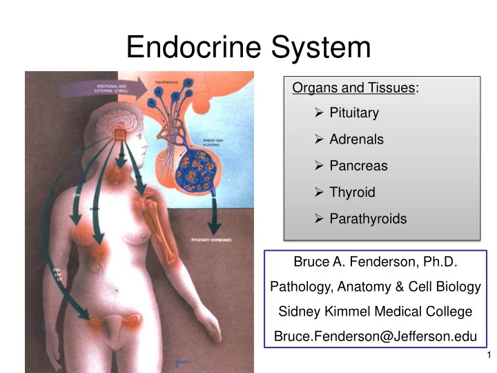 endocrine system