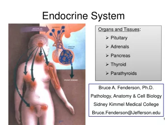 Endocrine System  Organs and Tissues:  Pituitary  Adrenals  Pancreas  Thyroid