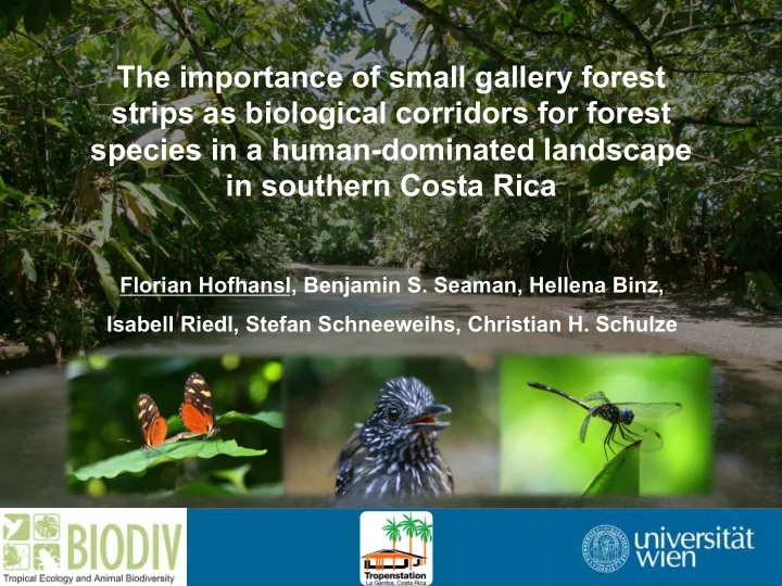 the importance of small gallery forest strips as