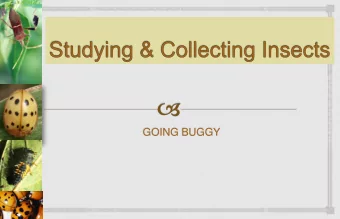 GOING BUGGY  Studying Insects with a Transect    Many ways to studying insects  same