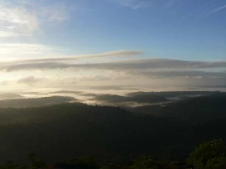 local distribution of fungal communities in a tropical