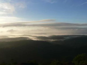 Local distribution of Fungal communities in a tropical rain forest and its relation to plant cover