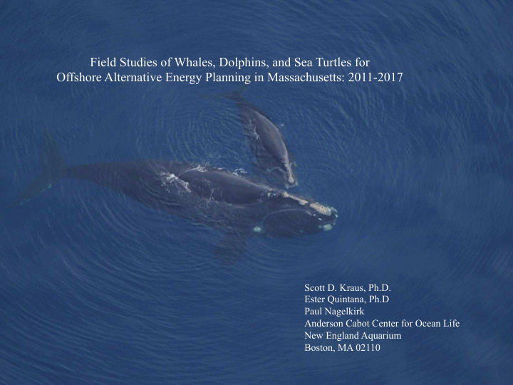 field studies of whales dolphins and sea turtles for