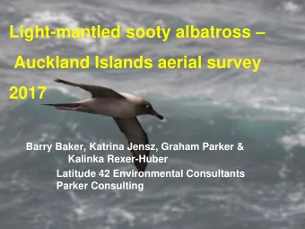Light-mantled sooty albatross   Auckland Islands aerial survey  2017  Barry Baker, Katrina