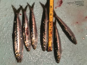 Agenda Item E.3.b  Supplemental Public Presentation 3  (James Gardner)  April 2019