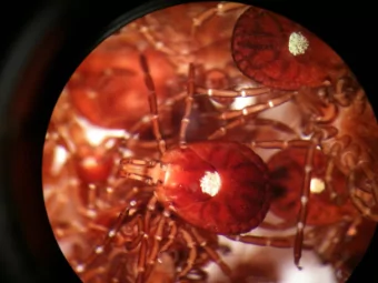 Min  inimizing tic  ick bit  ite exposure:  tic  ick bio  iology, management and  personal